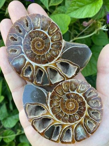 Ammonite Fossils (and Why They Rock!)