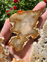Load image into Gallery viewer, Fossilized Coral
