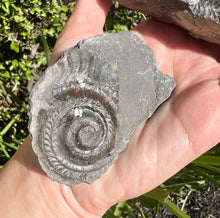 Load image into Gallery viewer, Ammonite
