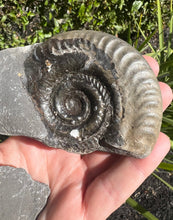 Load image into Gallery viewer, Ammonite
