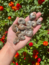 Load image into Gallery viewer, Opalized Ammonite
