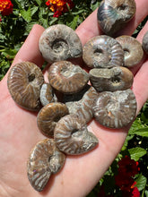 Load image into Gallery viewer, Opalized Ammonite
