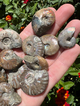 Load image into Gallery viewer, Opalized Ammonite

