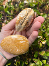Load image into Gallery viewer, Fossil Clam
